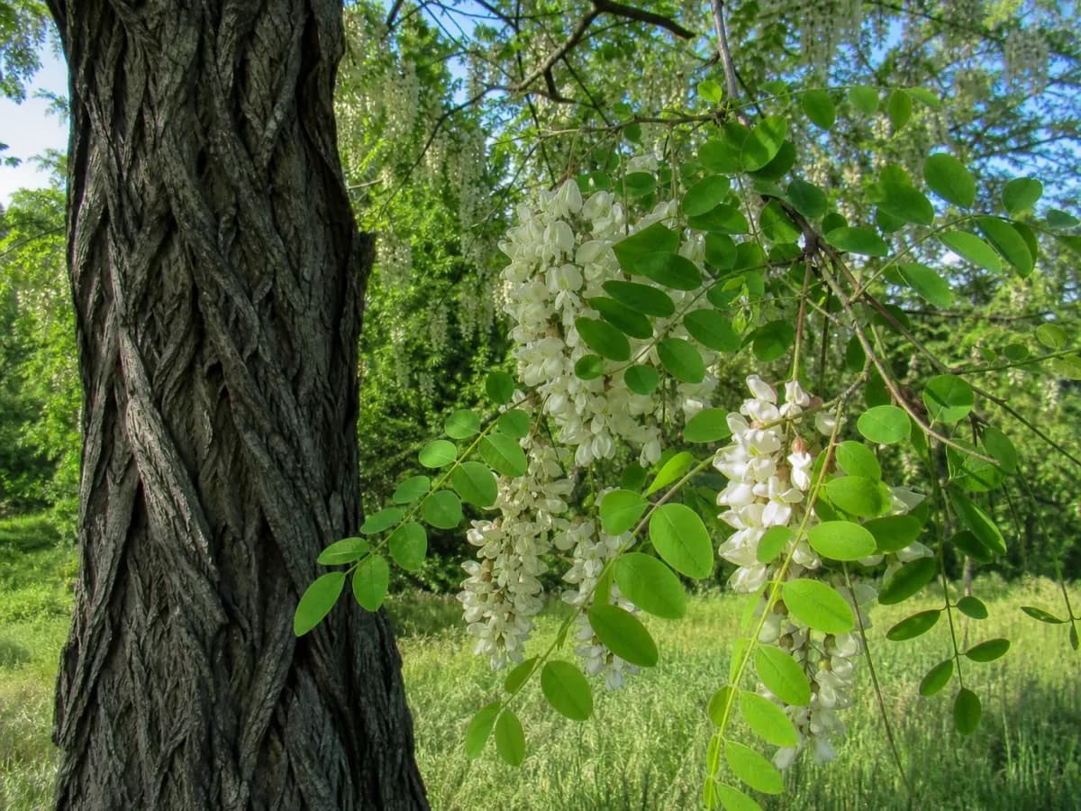 Robinia akacjowa