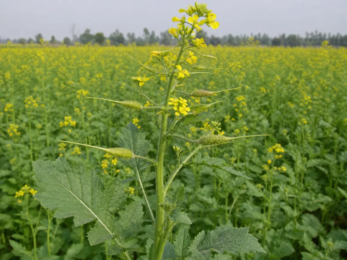 Gorczyca biała