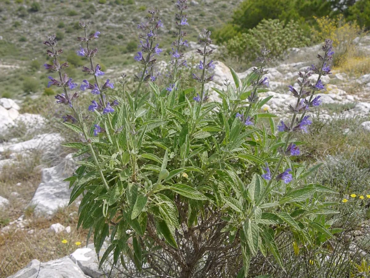 Szałwia lekarska (Salvia officinalis L.)