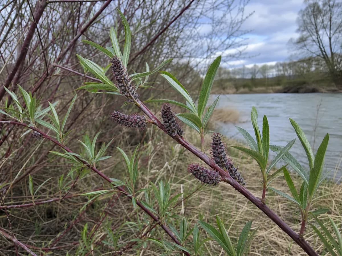 Wierzba purpurowa (Salix purpurea L.)