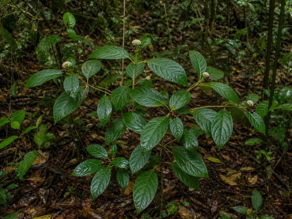 Wymiotnica prawdziwa