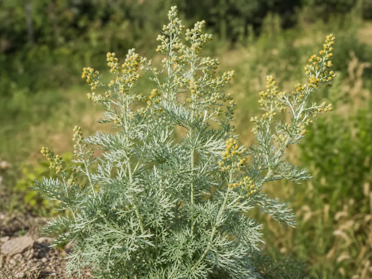 Bylica piołun
