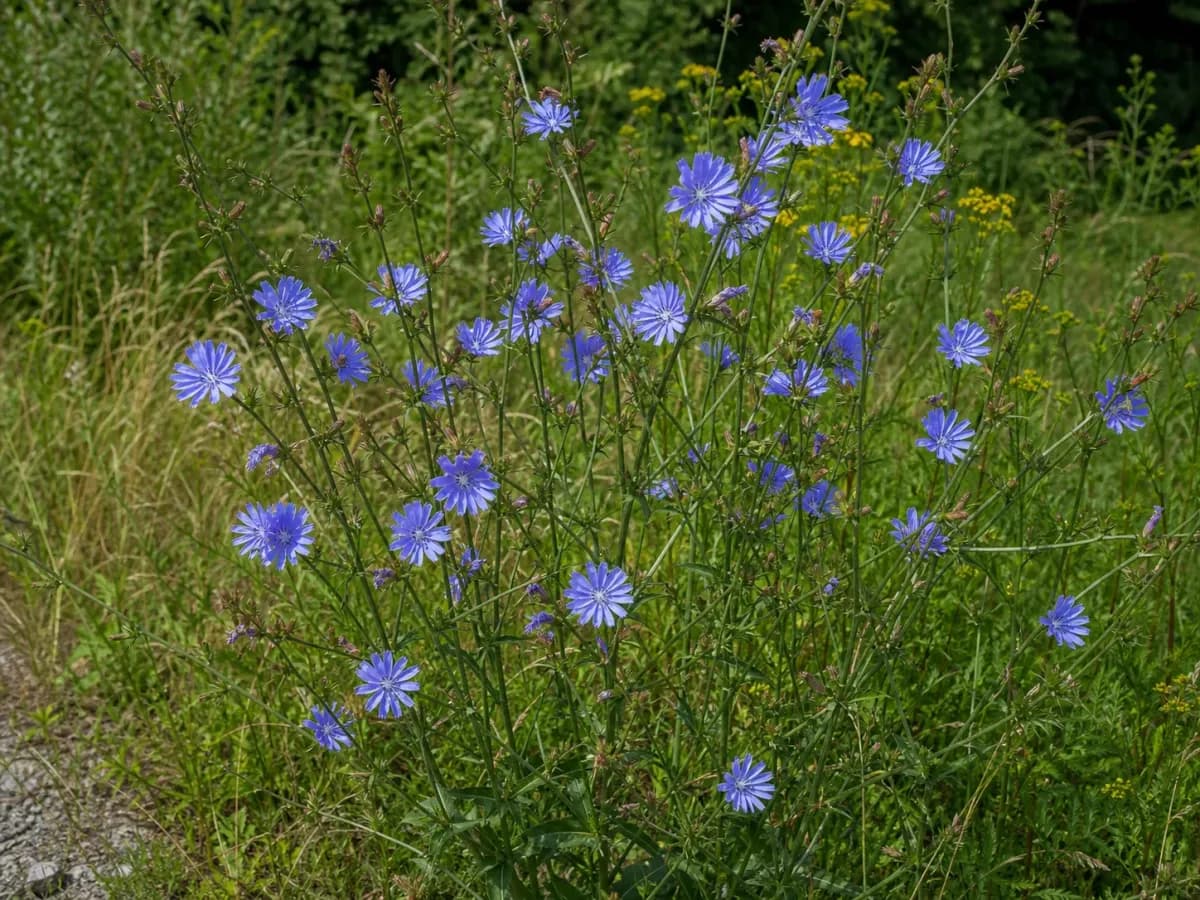 Cykoria podróżnik